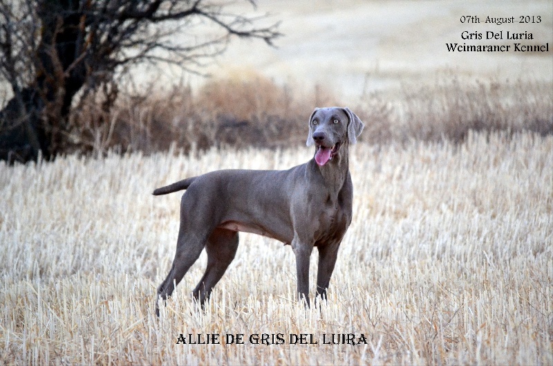 Allie Gris Del Luira