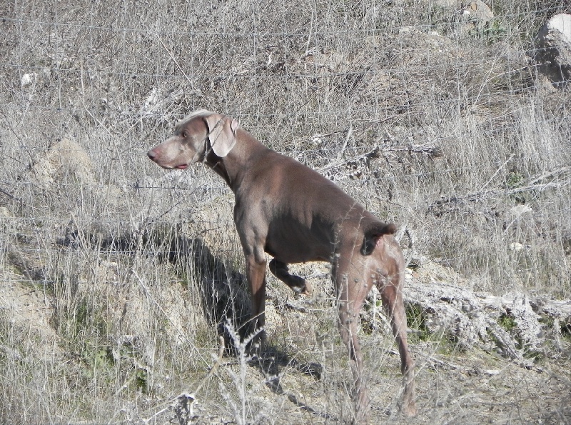 Athena de covaloso