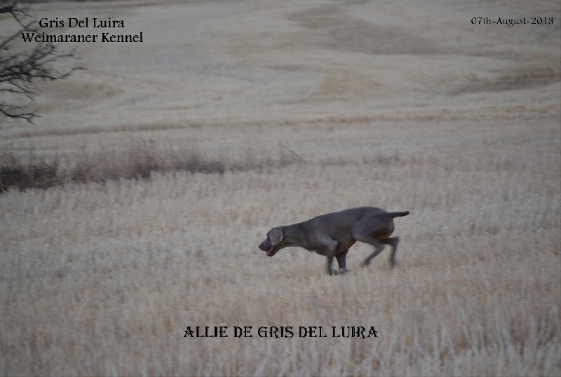 Allie Gris Del Luira